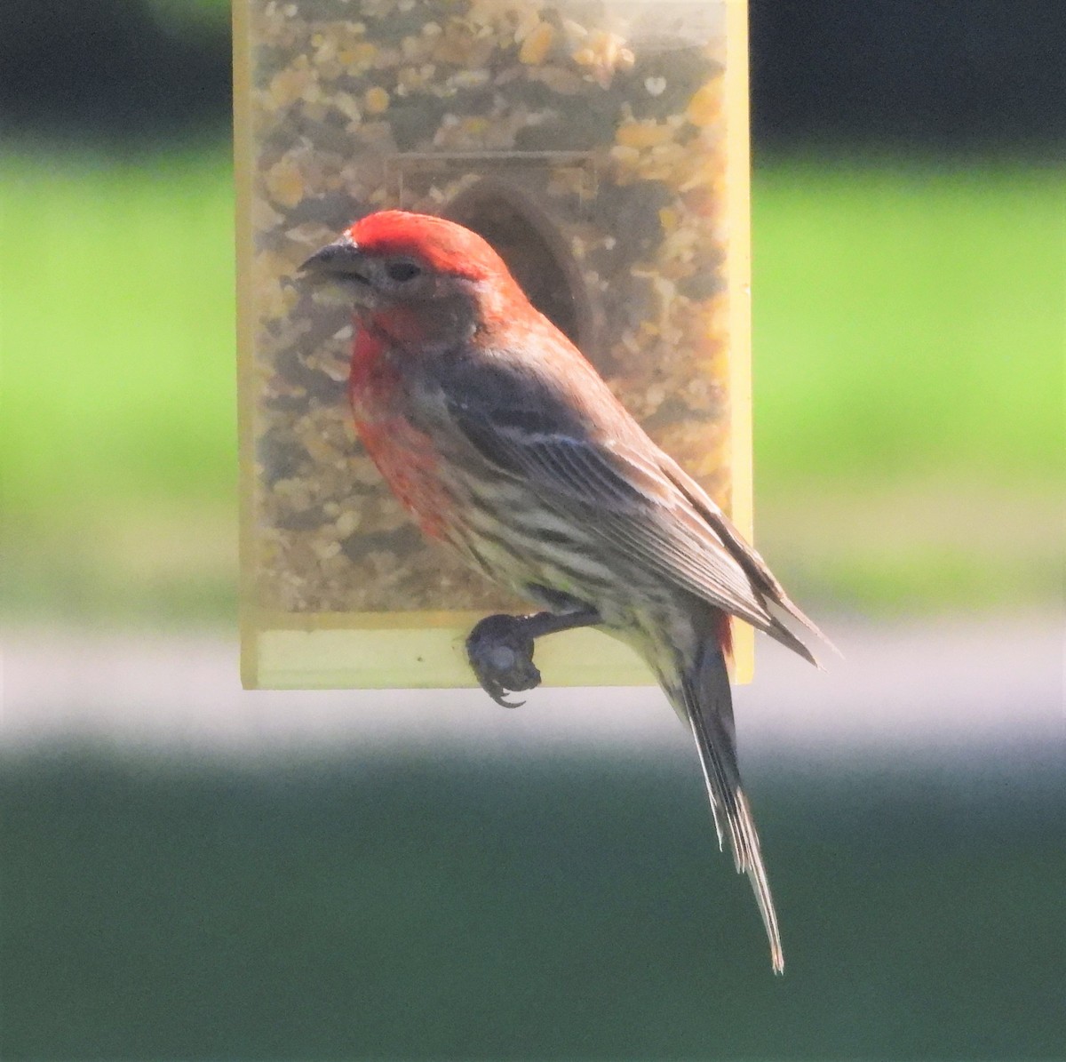 House Finch - ML461164001