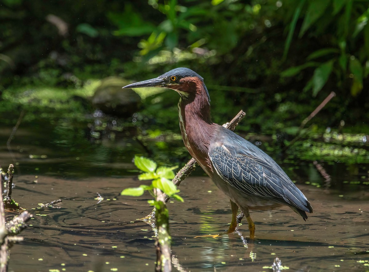 Green Heron - ML461164671