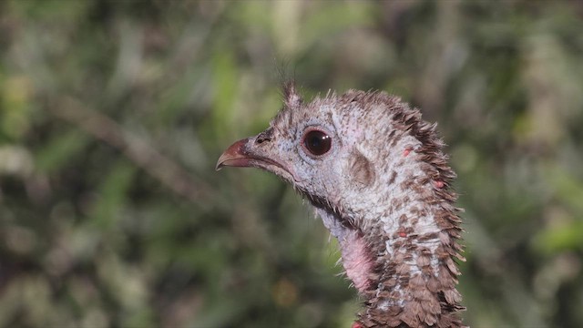 Wild Turkey - ML461164691