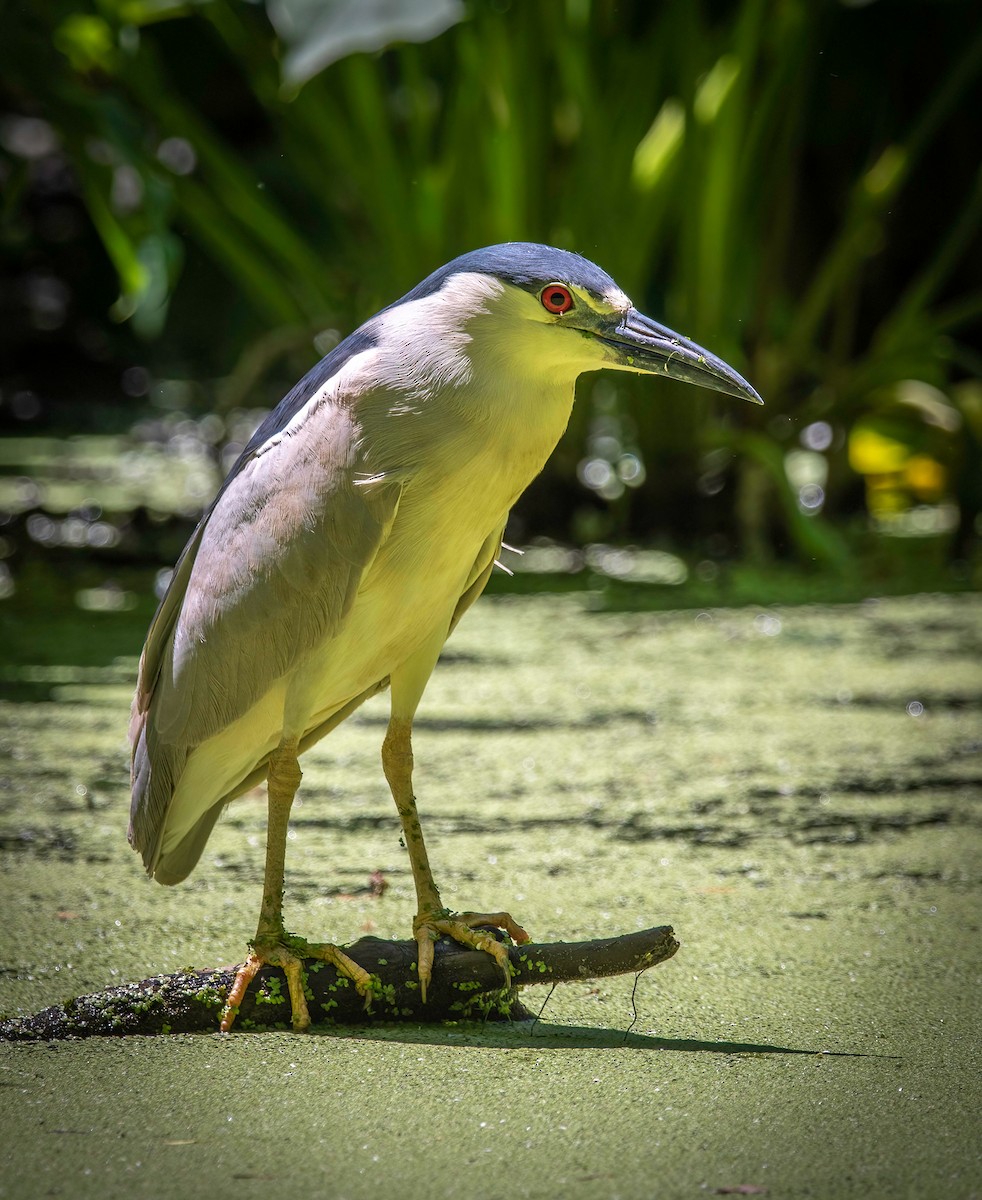 Black-crowned Night Heron - ML461164711