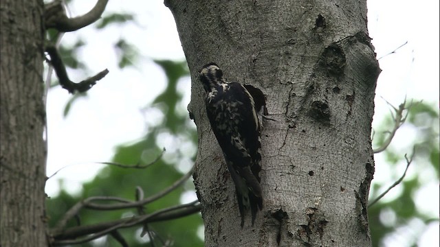 Yellow-bellied Sapsucker - ML461165