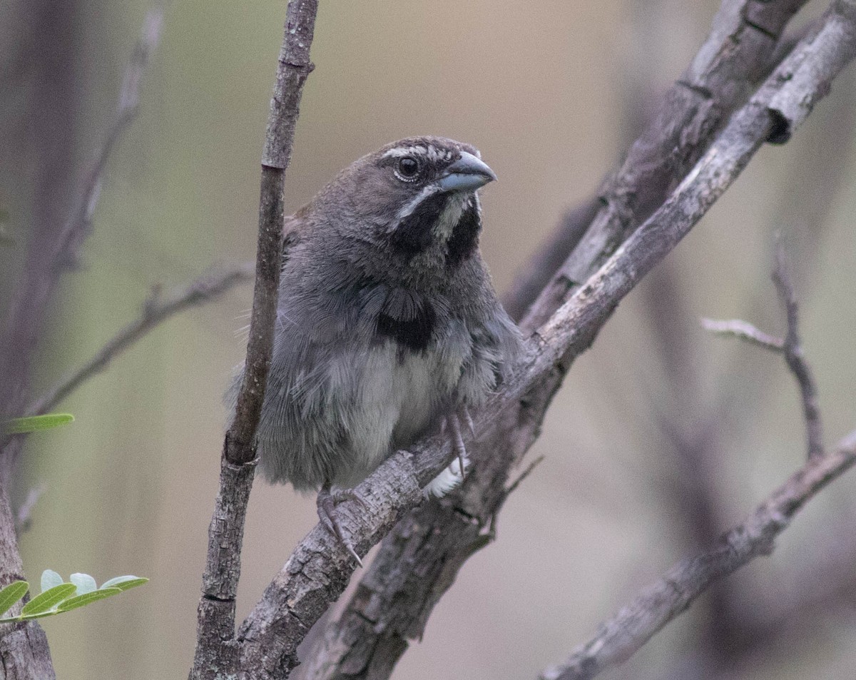 Five-striped Sparrow - ML46116561