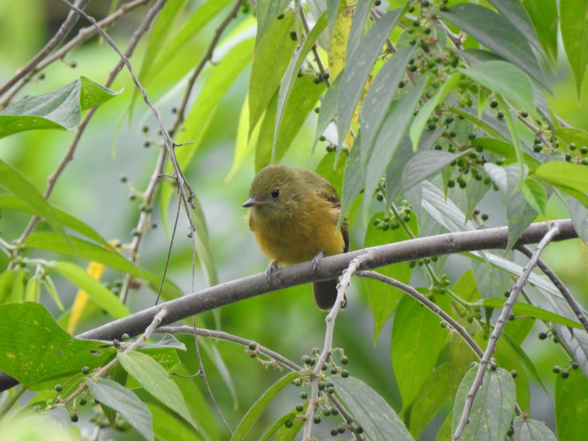 Ochre-bellied Flycatcher - ML461165761