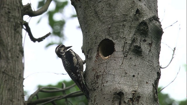 Yellow-bellied Sapsucker - ML461166