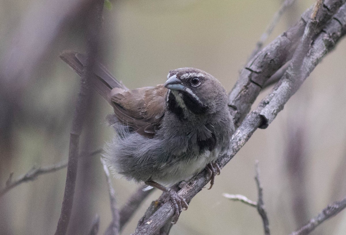 Five-striped Sparrow - ML46116601