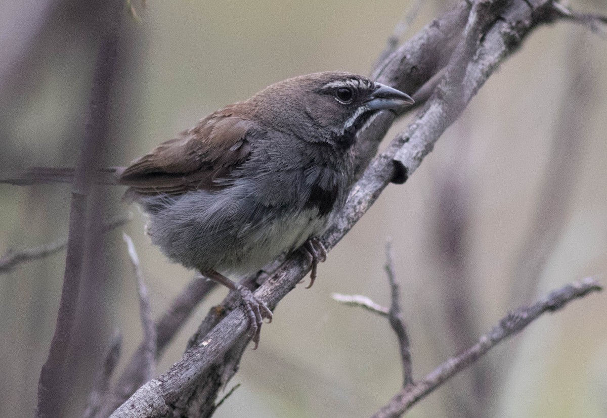 Five-striped Sparrow - ML46116641