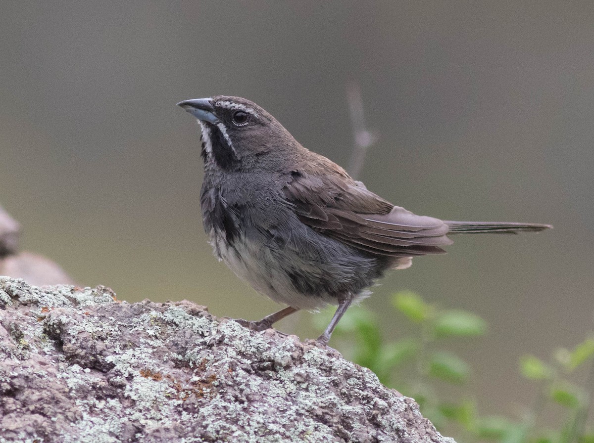 Five-striped Sparrow - Mel Senac