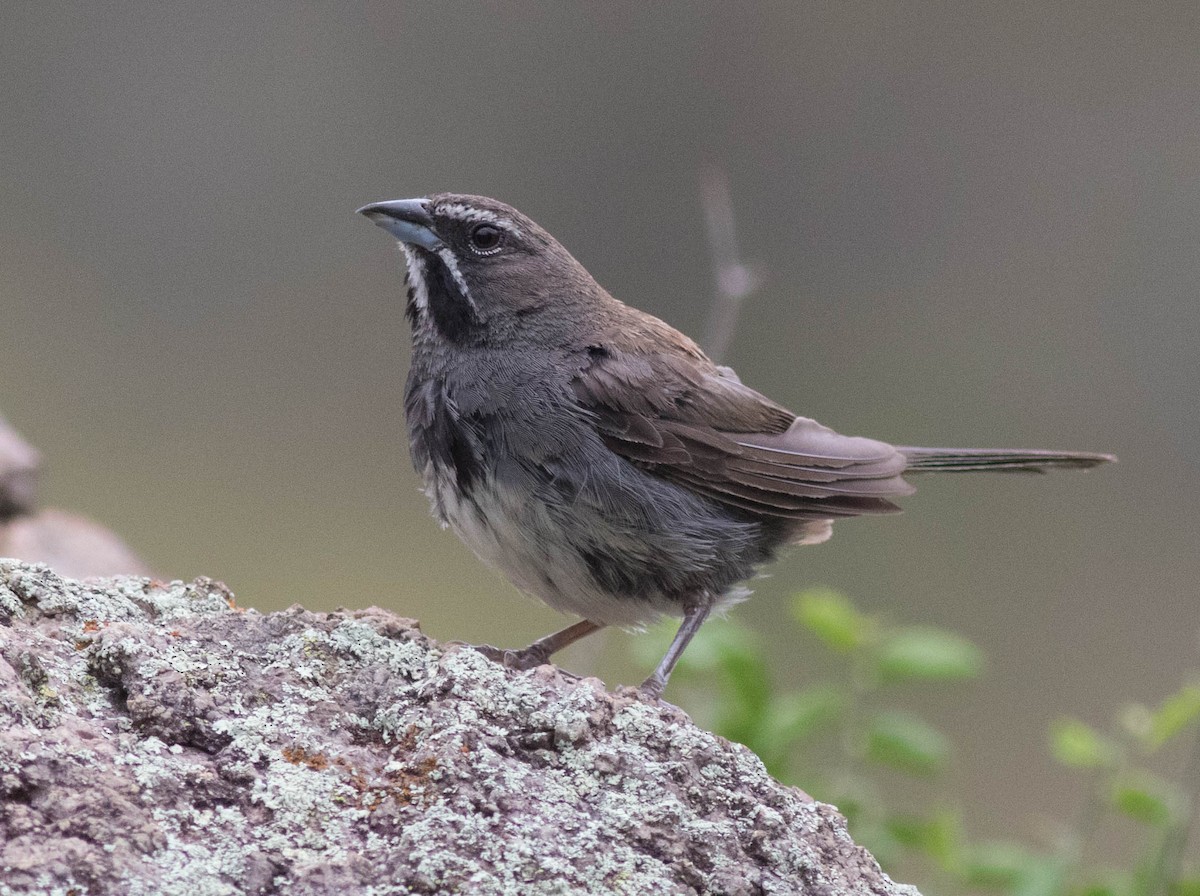 Five-striped Sparrow - ML46116681