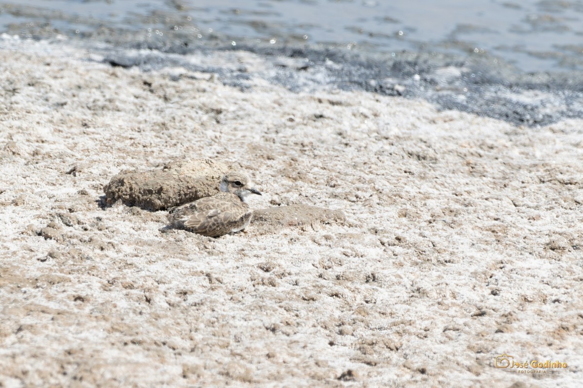 Kentish Plover - ML461166811