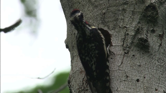 Yellow-bellied Sapsucker - ML461167