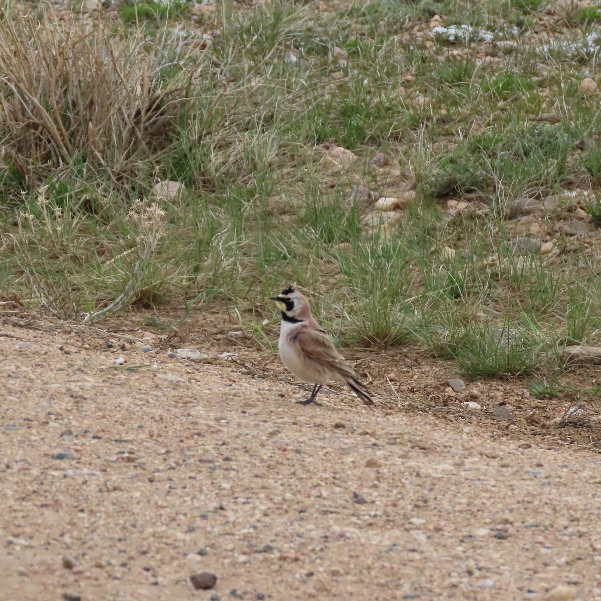 Horned Lark - ML461167061