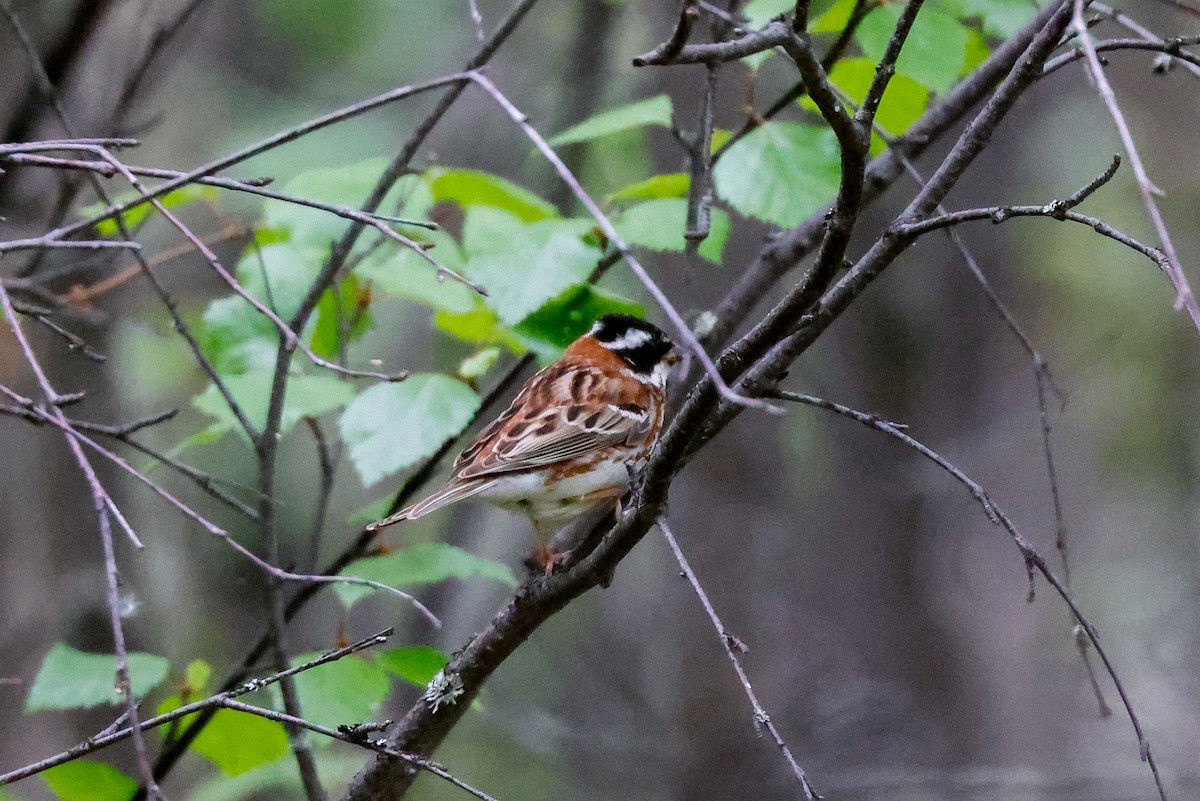 Rustic Bunting - ML461167941