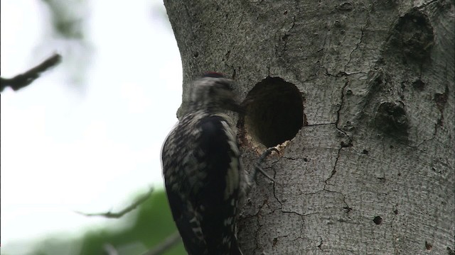 Yellow-bellied Sapsucker - ML461168