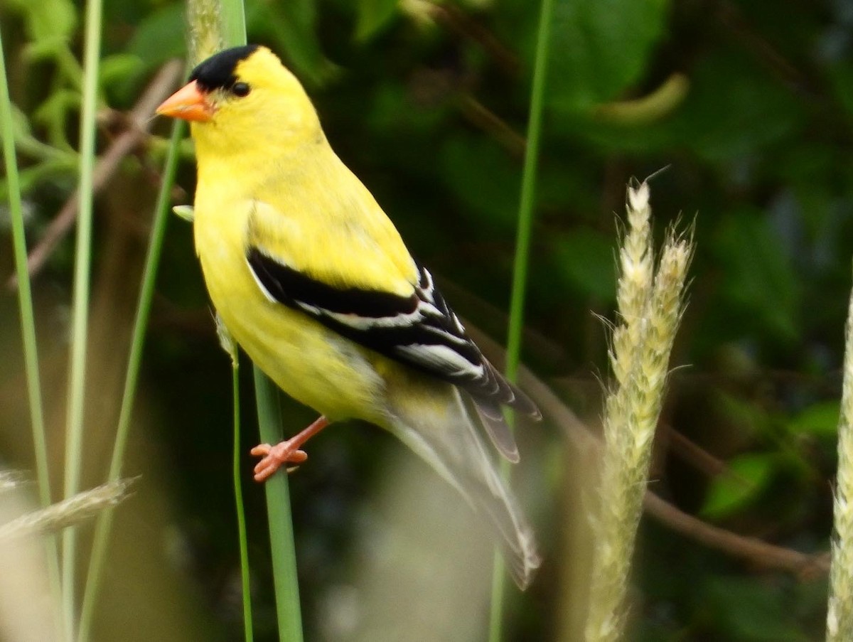 American Goldfinch - ML461169261