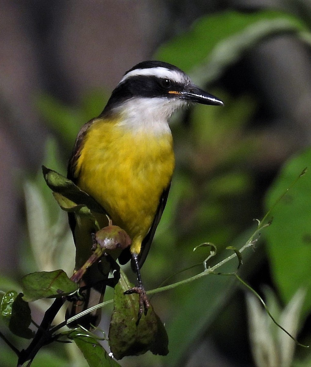 Great Kiskadee - ML461169711