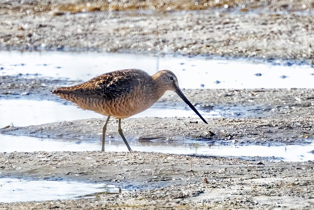 Long-billed Dowitcher - ML461170201