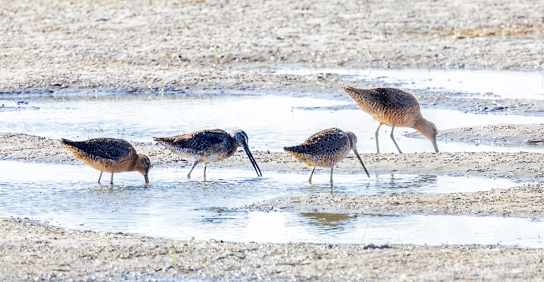 Long-billed Dowitcher - ML461170211