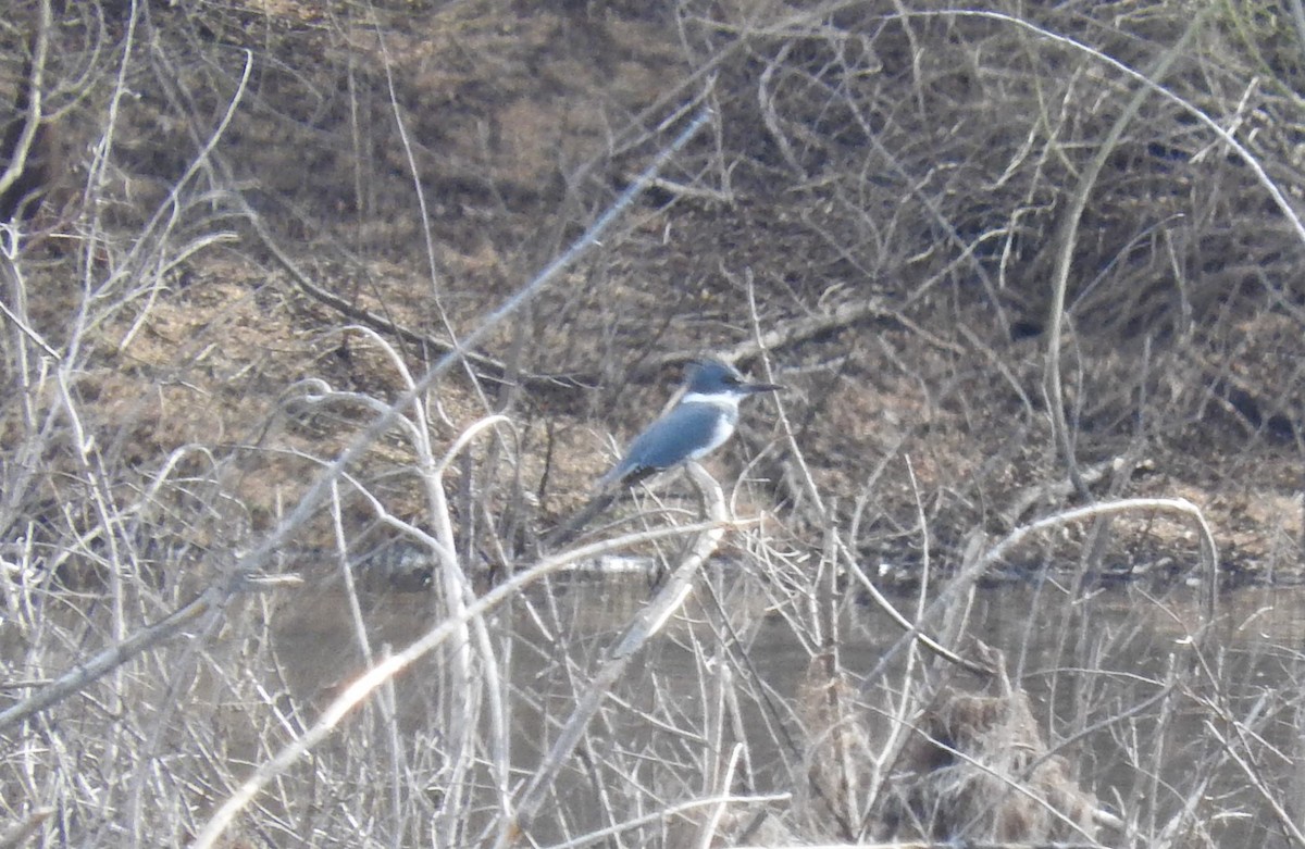 Belted Kingfisher - ML46117191