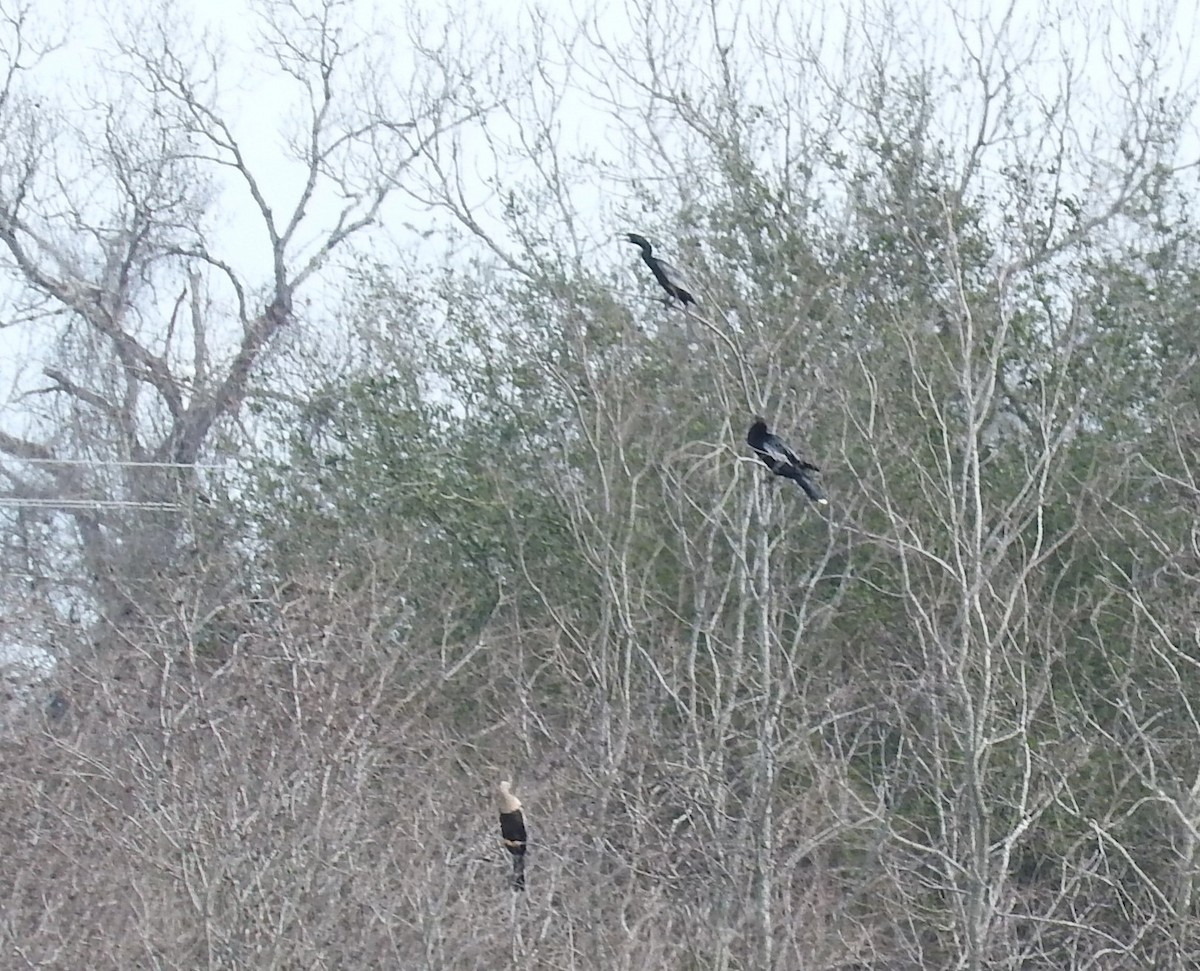 anhinga americká - ML46117231