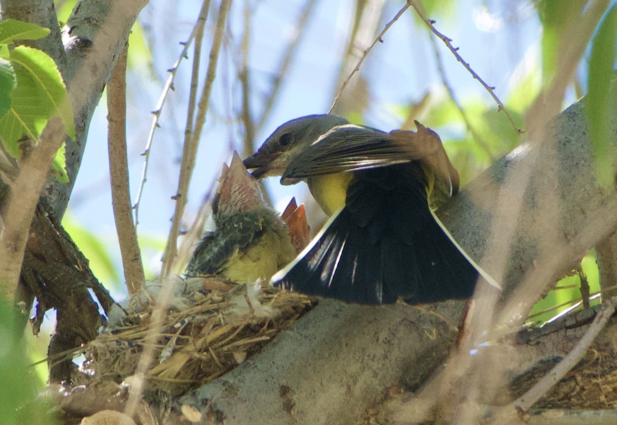 Western Kingbird - ML461173131