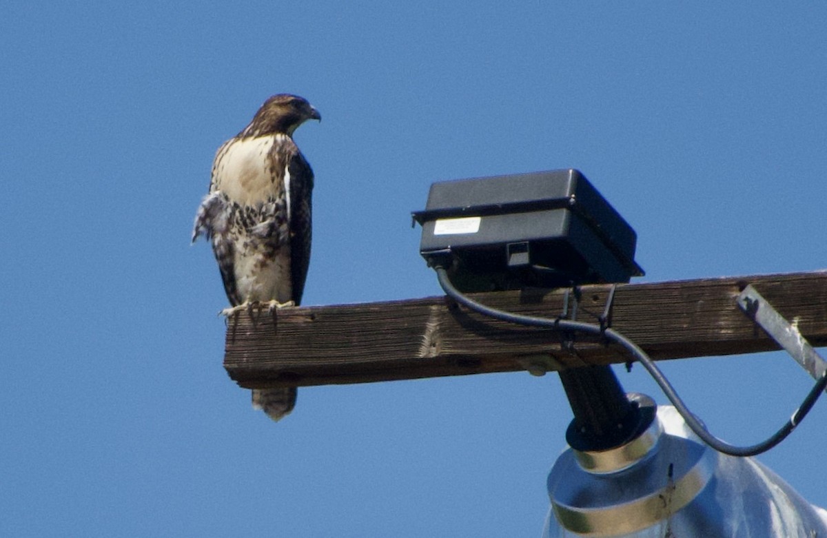 Red-tailed Hawk - ML461173271