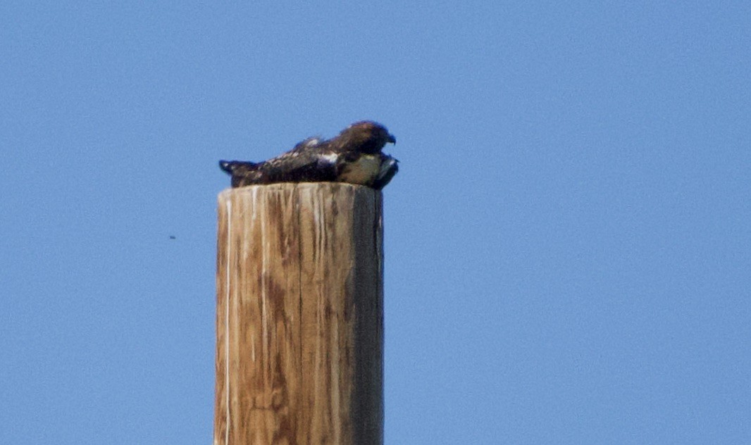 Red-tailed Hawk - ML461173301