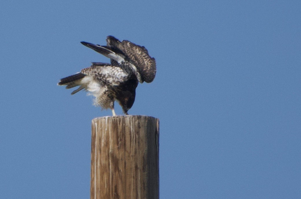 Red-tailed Hawk - ML461173331