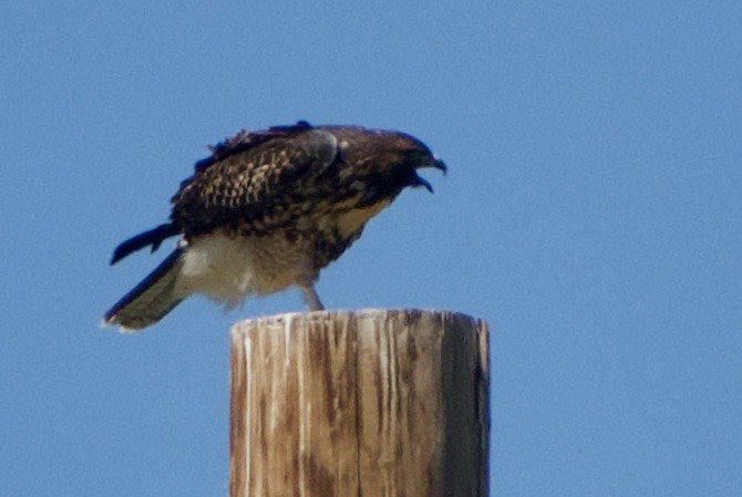 Red-tailed Hawk - ML461173381