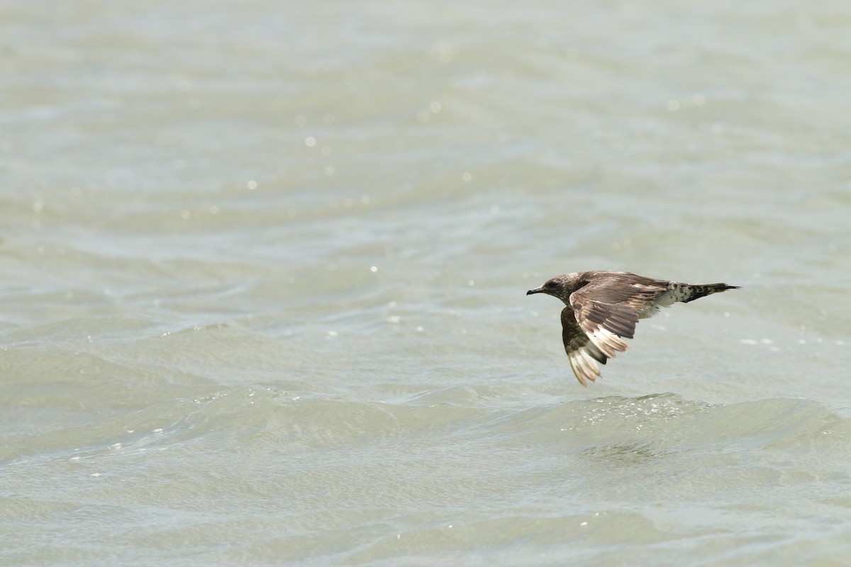 Годон хайлгана - ML461173621