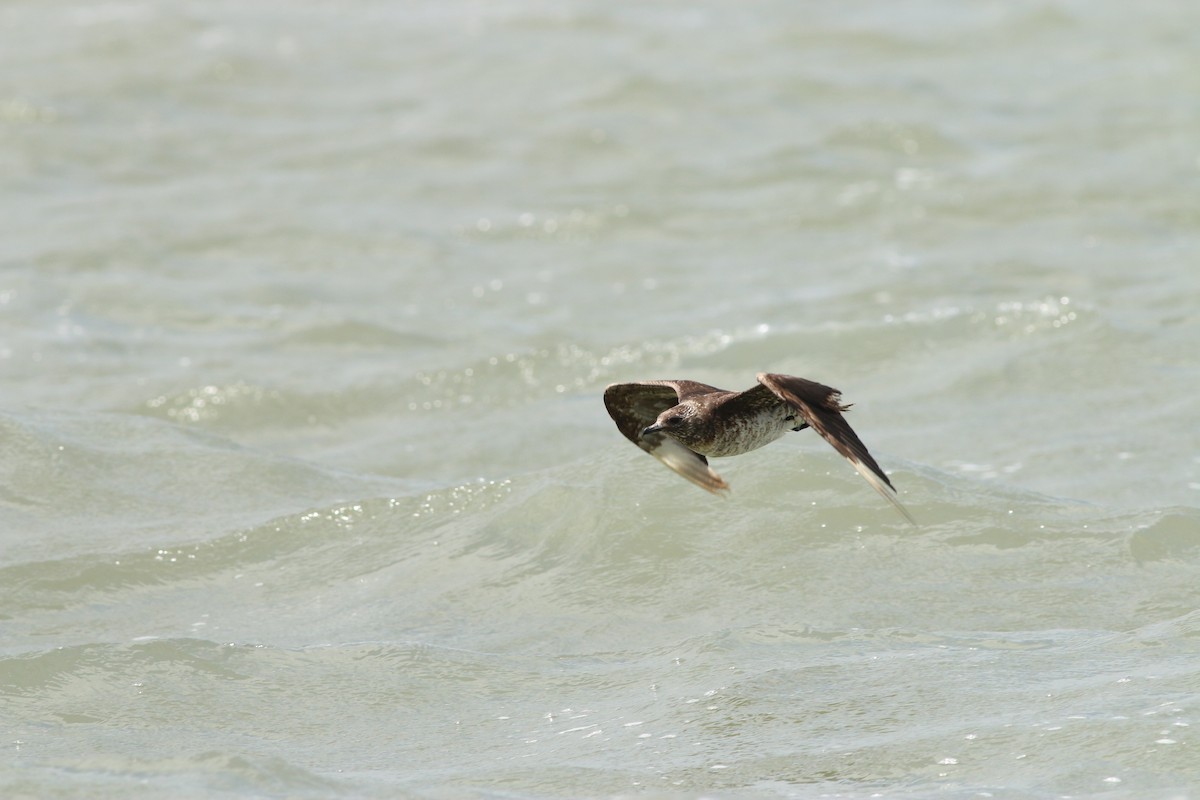 Годон хайлгана - ML461173631