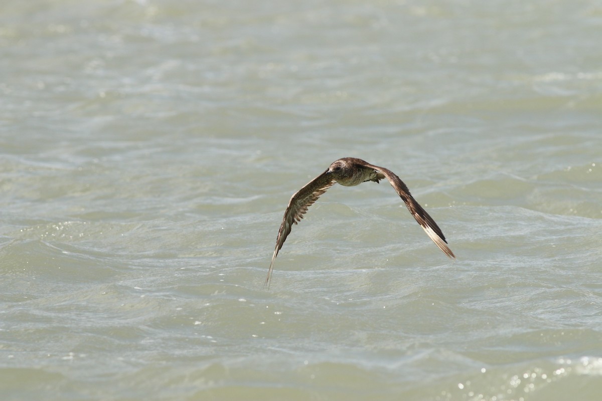 Годон хайлгана - ML461173641