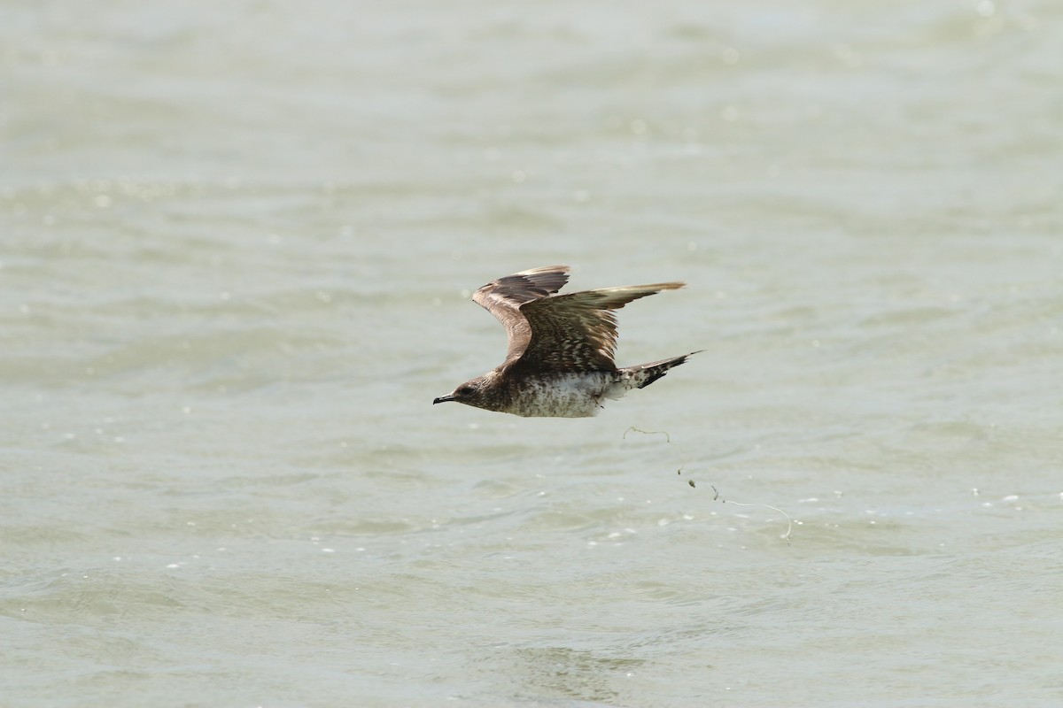 Годон хайлгана - ML461173651