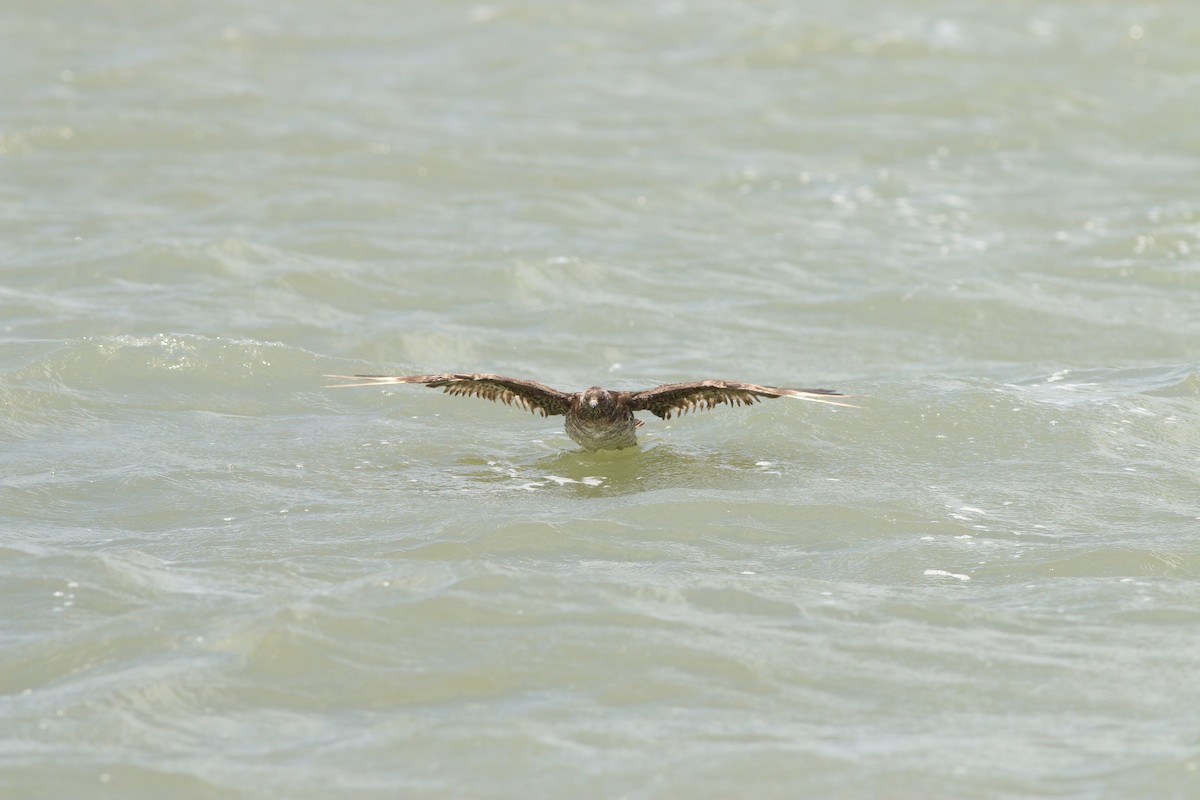 Годон хайлгана - ML461173671