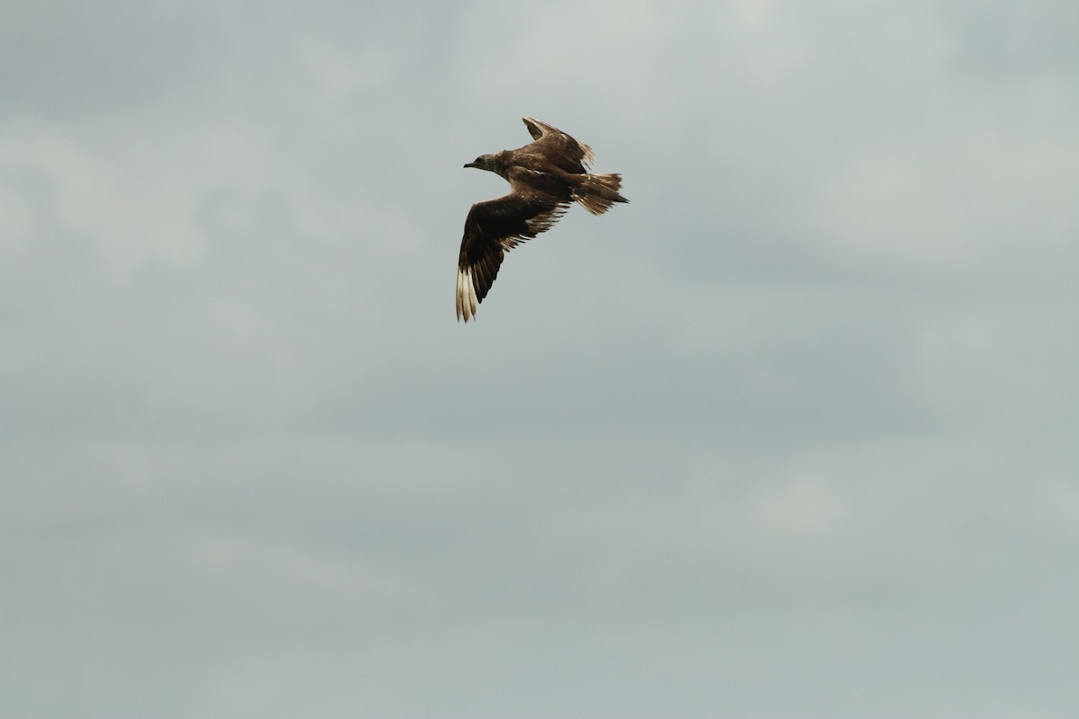 Годон хайлгана - ML461173711