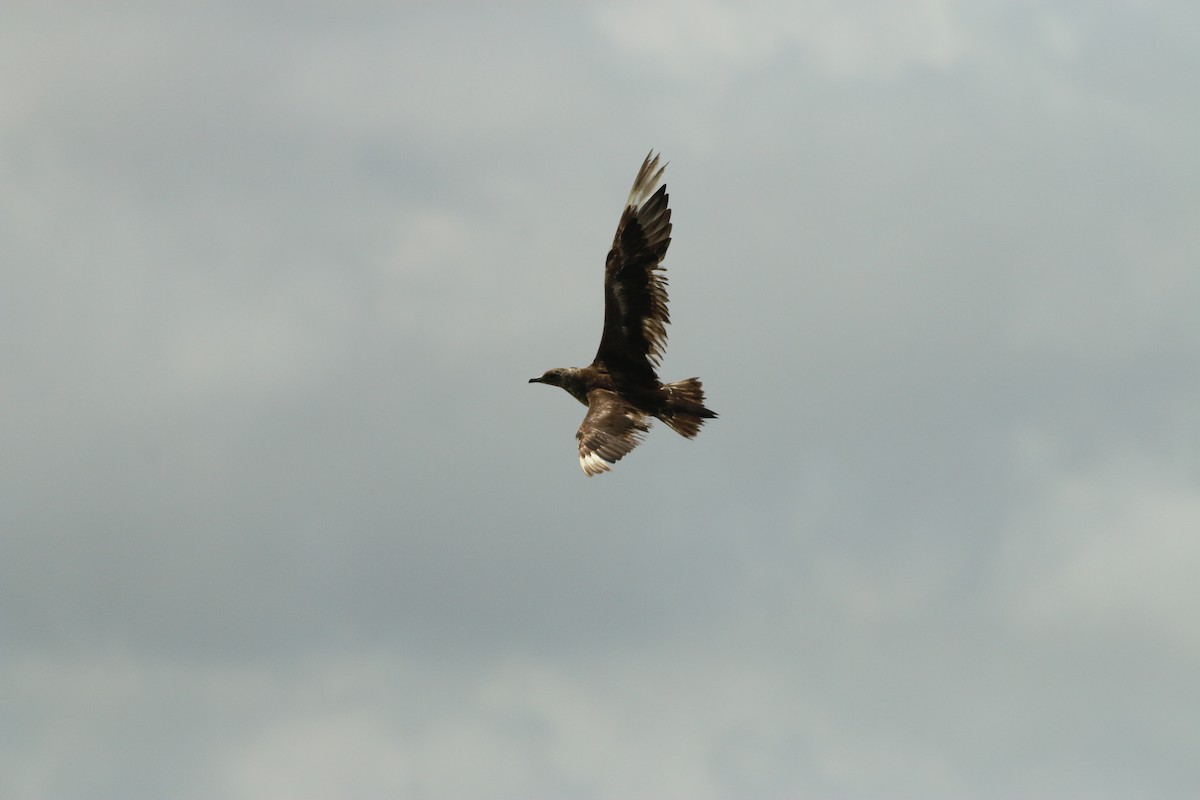 Годон хайлгана - ML461173721