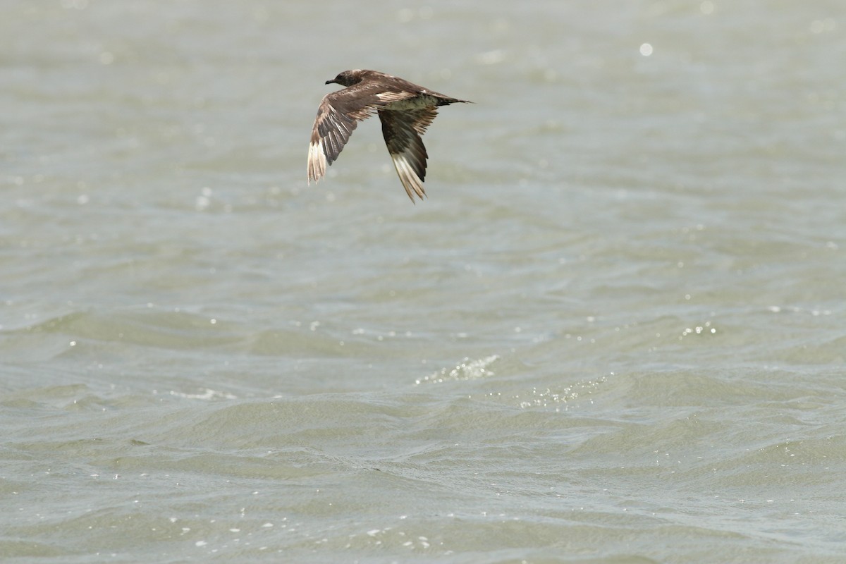 Годон хайлгана - ML461173731