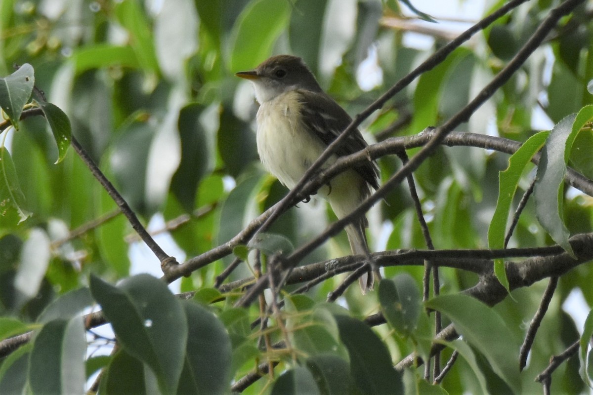 Alder Flycatcher - ML461174361