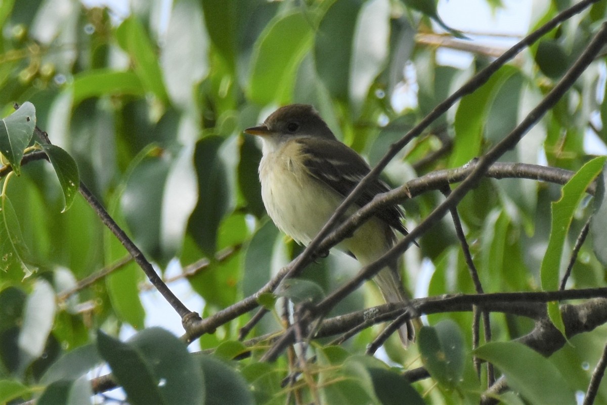 Alder Flycatcher - ML461174791