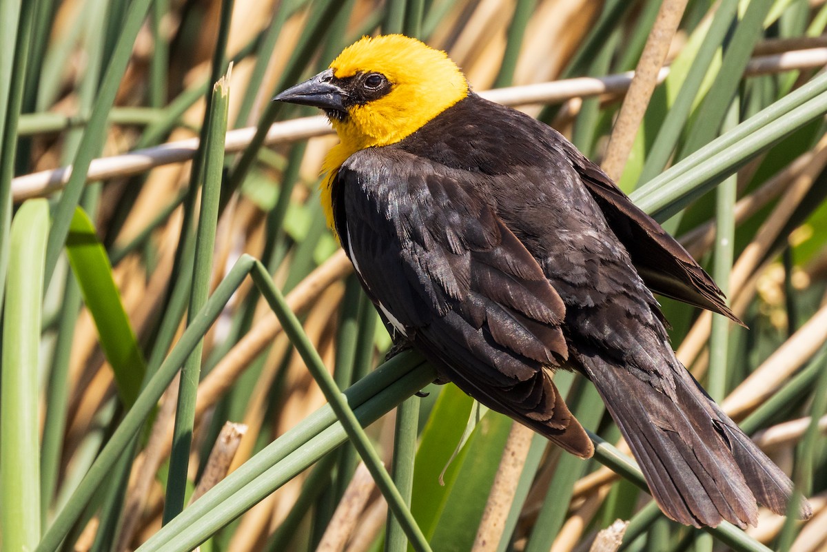 Yellow-headed Blackbird - ML461176701