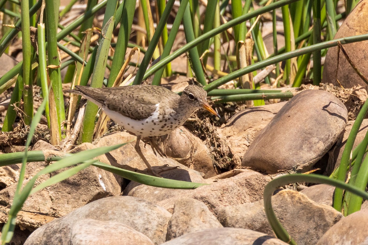 Spotted Sandpiper - ML461177321