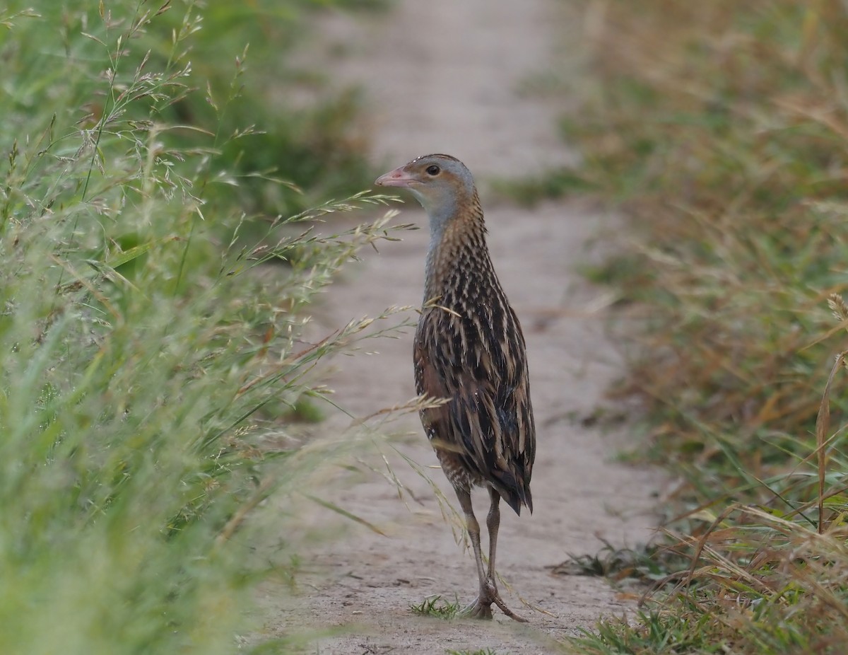 Corn Crake - ML461178131