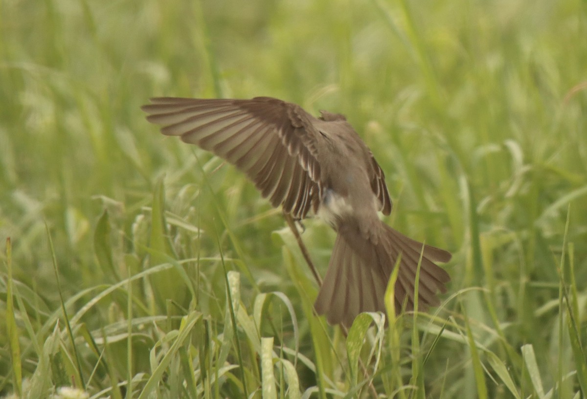 Western Wood-Pewee - ML461178721