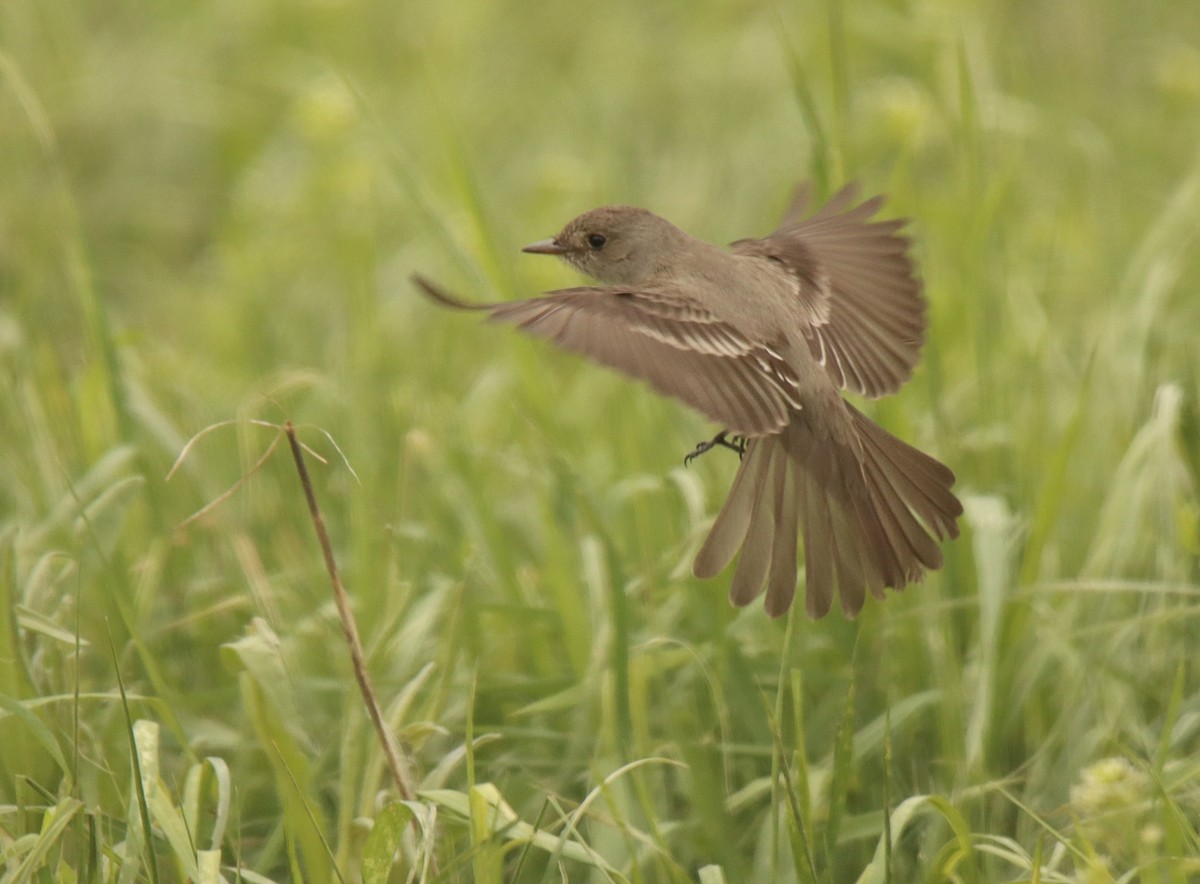 Western Wood-Pewee - ML461178741