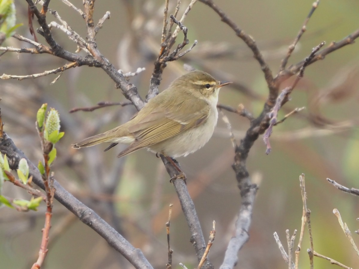 Mosquitero Boreal - ML461180571