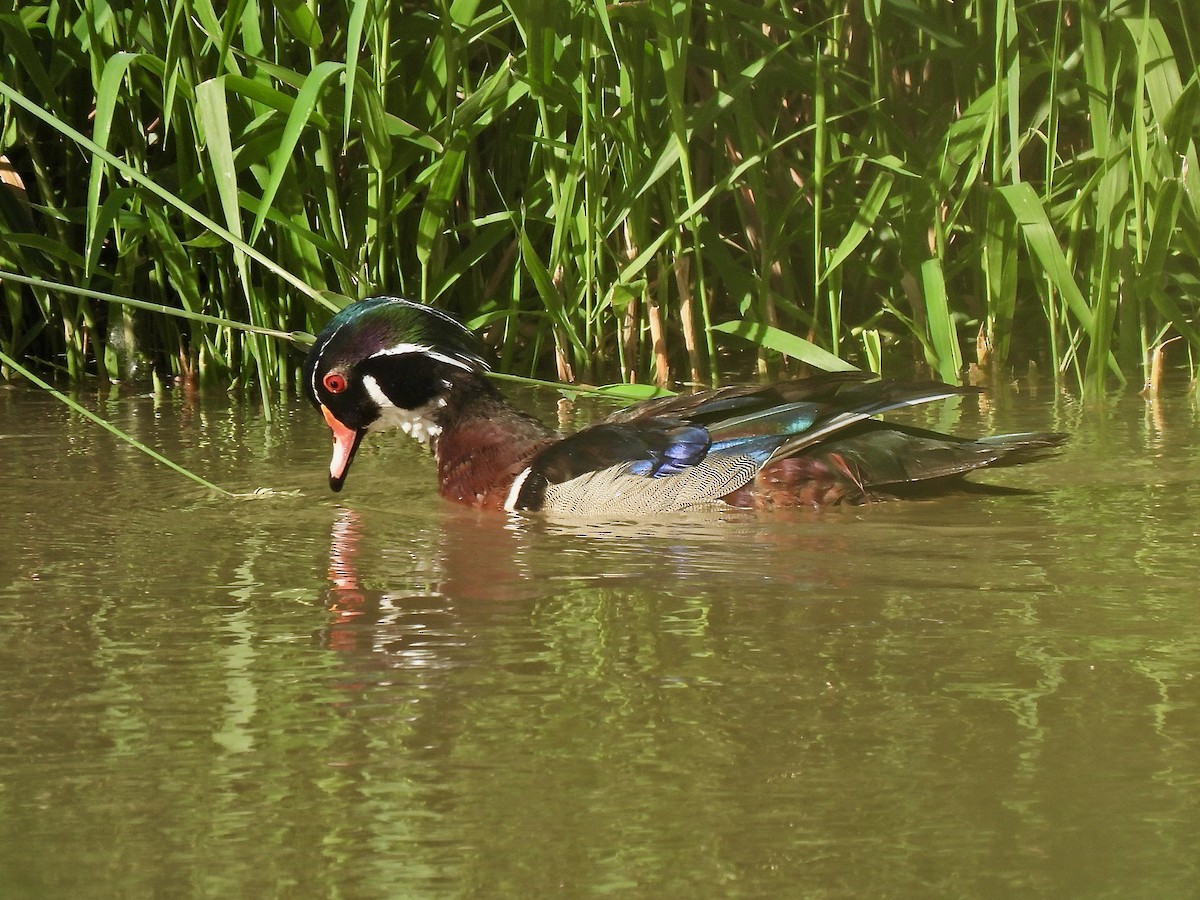 Wood Duck - ML461182121
