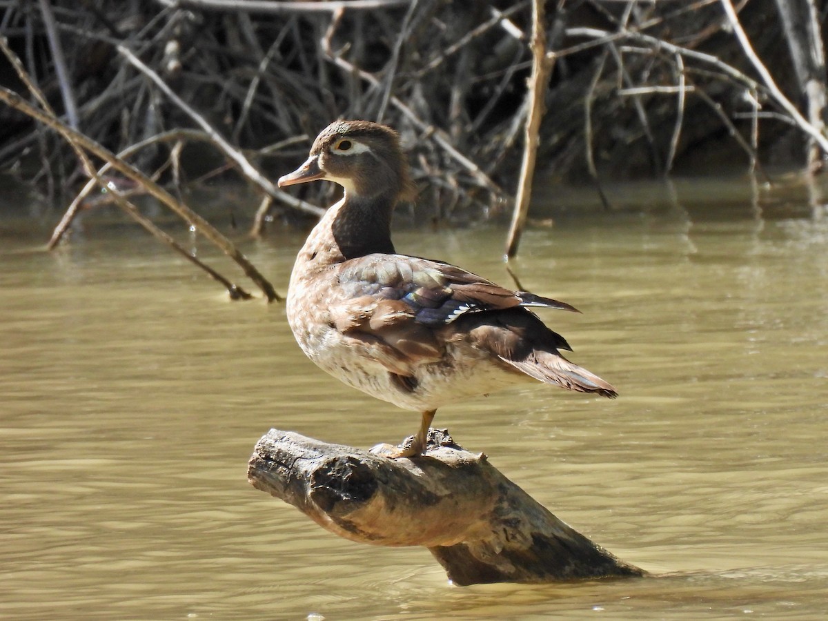 Wood Duck - ML461182161