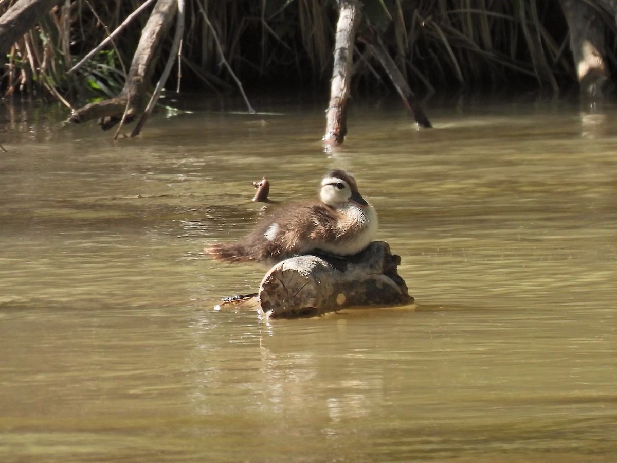 Wood Duck - ML461182191