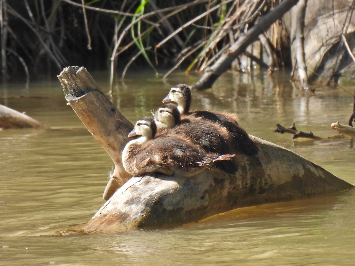 Wood Duck - ML461182241