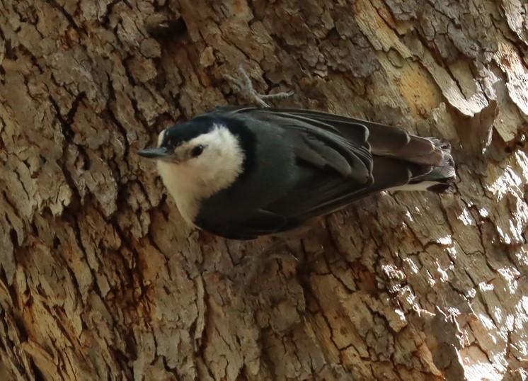 White-breasted Nuthatch - ML461182481