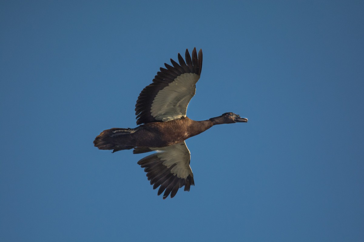 Muscovy Duck - Hugo Gonzalez